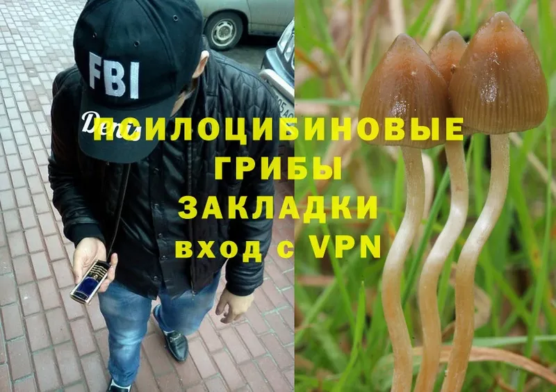 Галлюциногенные грибы Psilocybe  магазин продажи   Тосно 